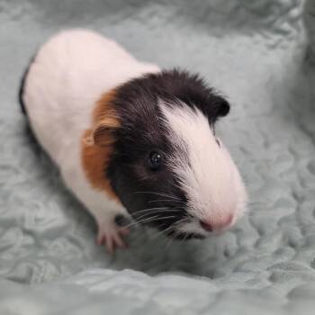 Rescue Short Haired Guinea Pigs for Adoption in Las Vegas, Nevada - Cafe Creme | PetCurious